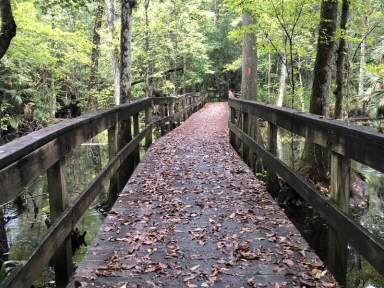 bridge in the forest